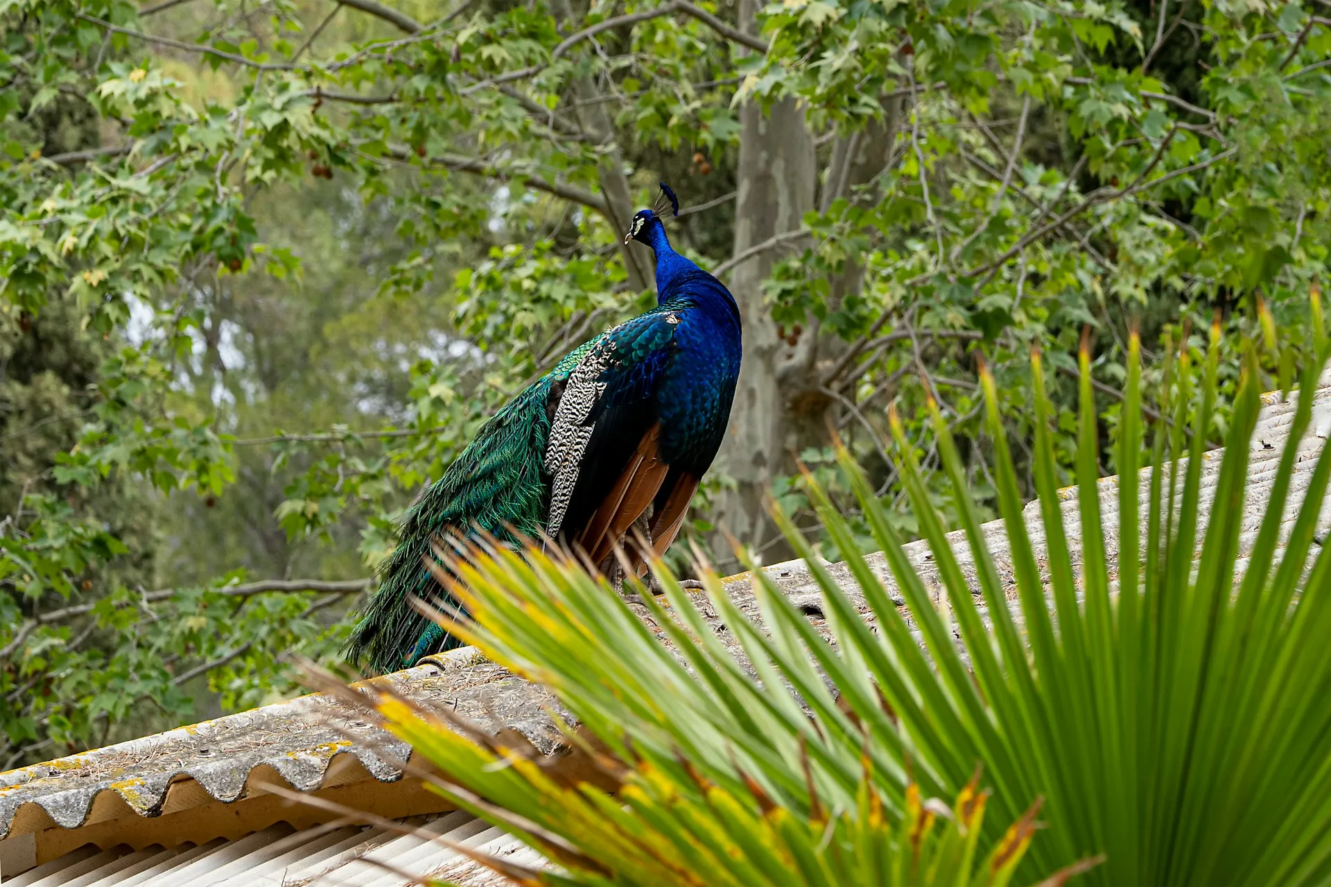 pavo real en parque sama
