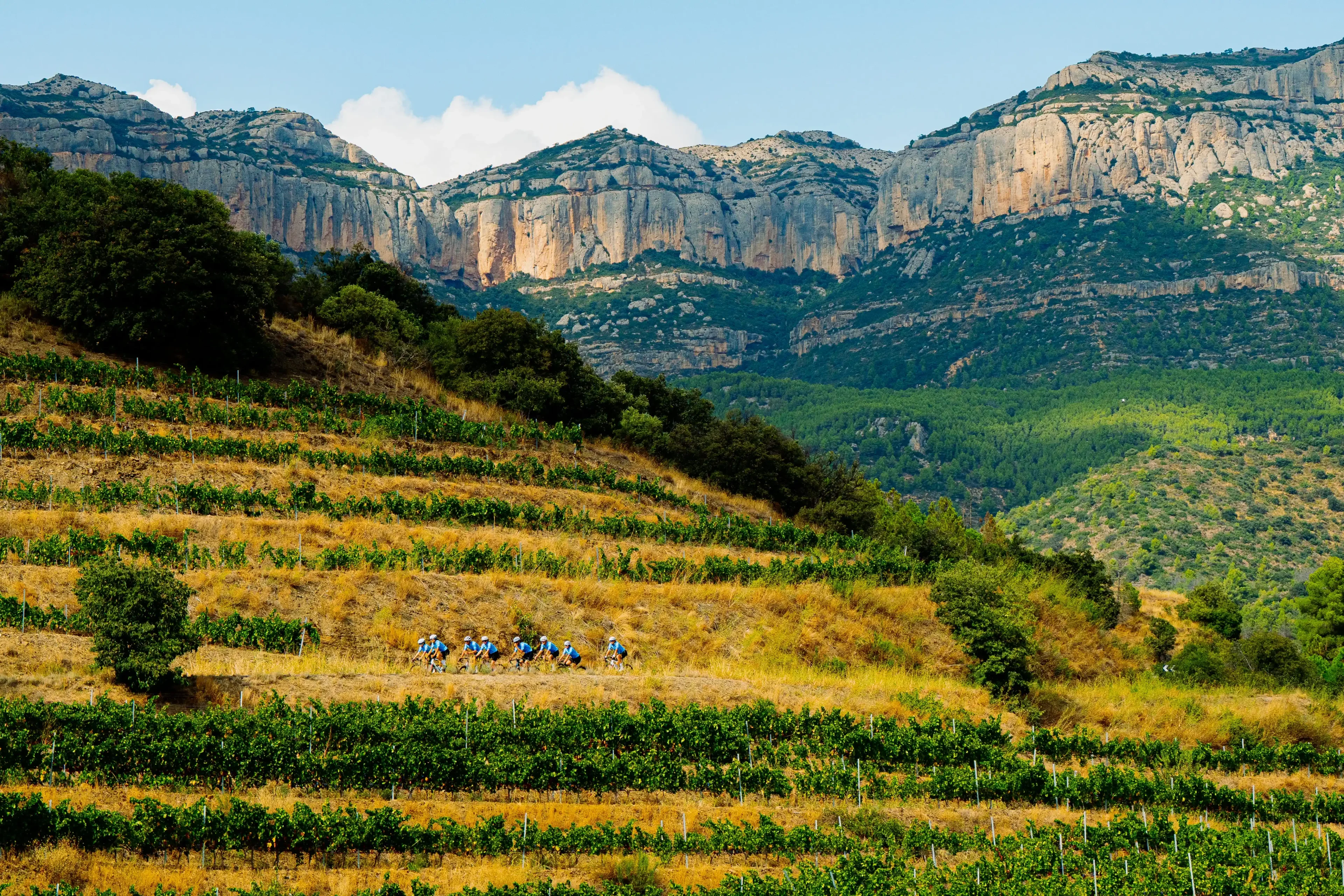 viñedos en colina