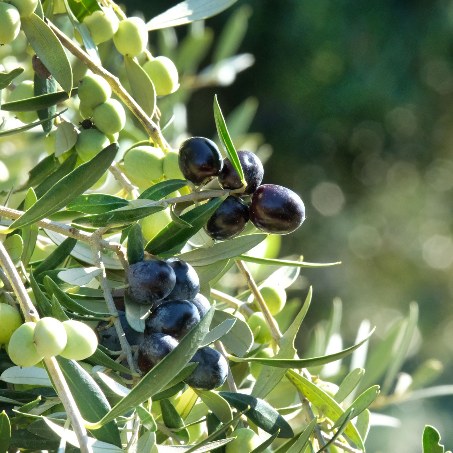 Oleoturisme amb menú degustació