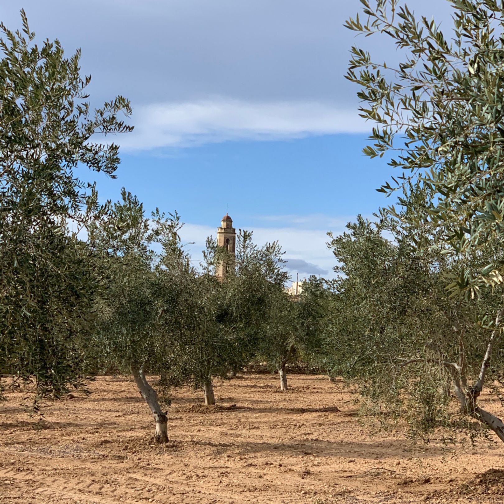 Oleoturisme amb menú gastronòmic
