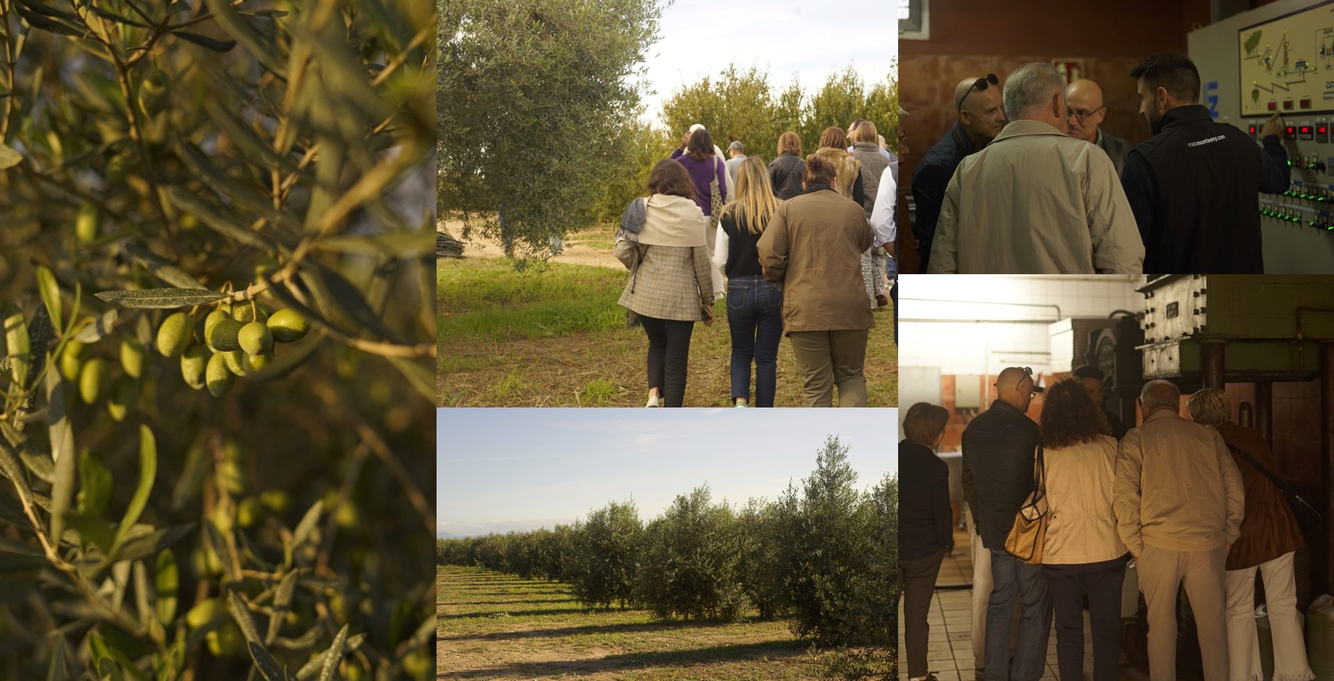 Visita i tast d'olis a Mas Montseny