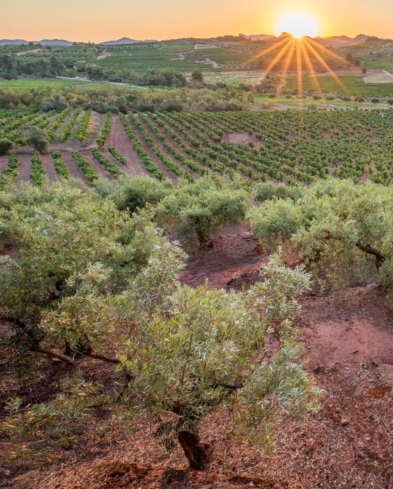 Escapada al Priorat: vi i oli