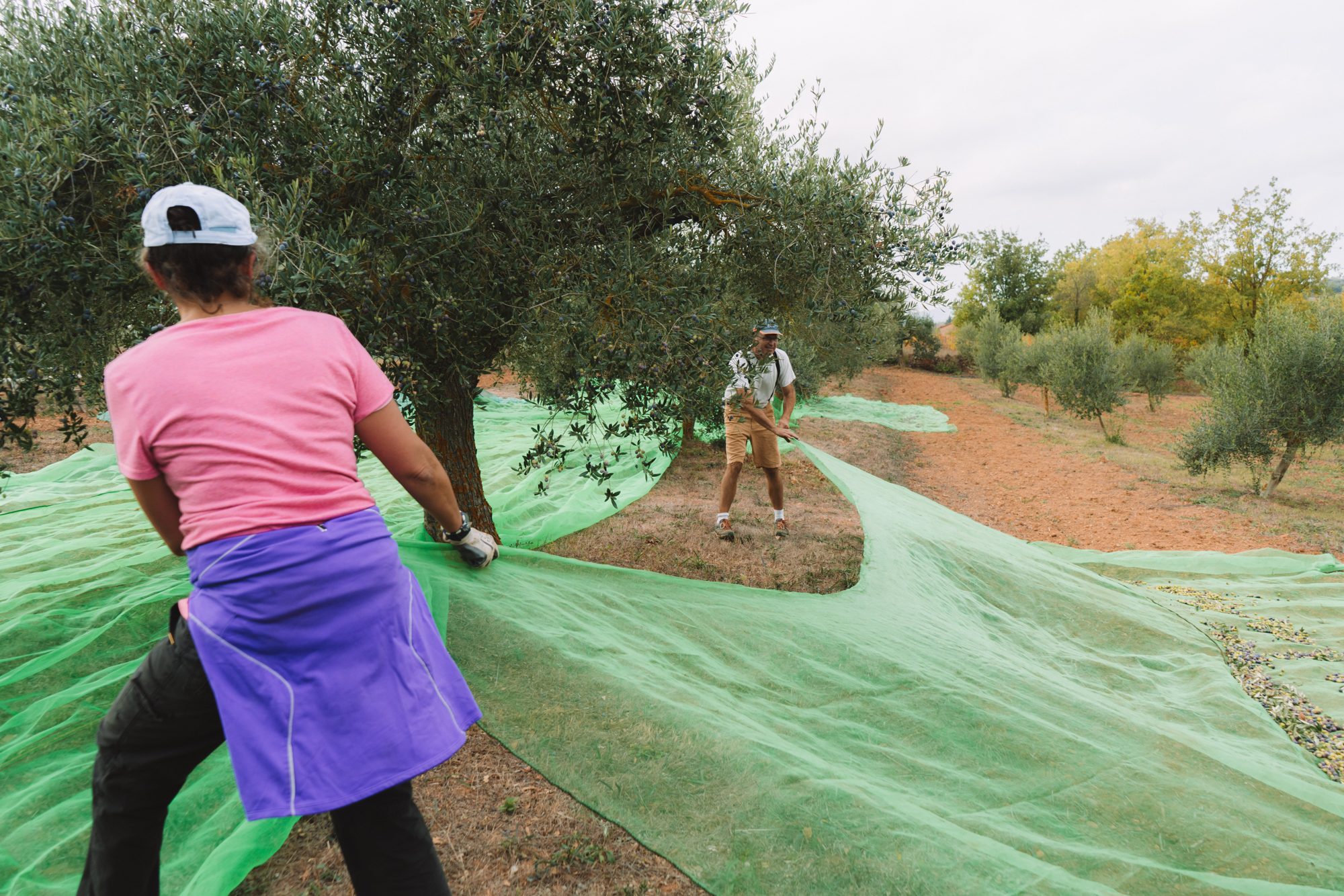Collita d'olives i dinar a Mas Trucafort