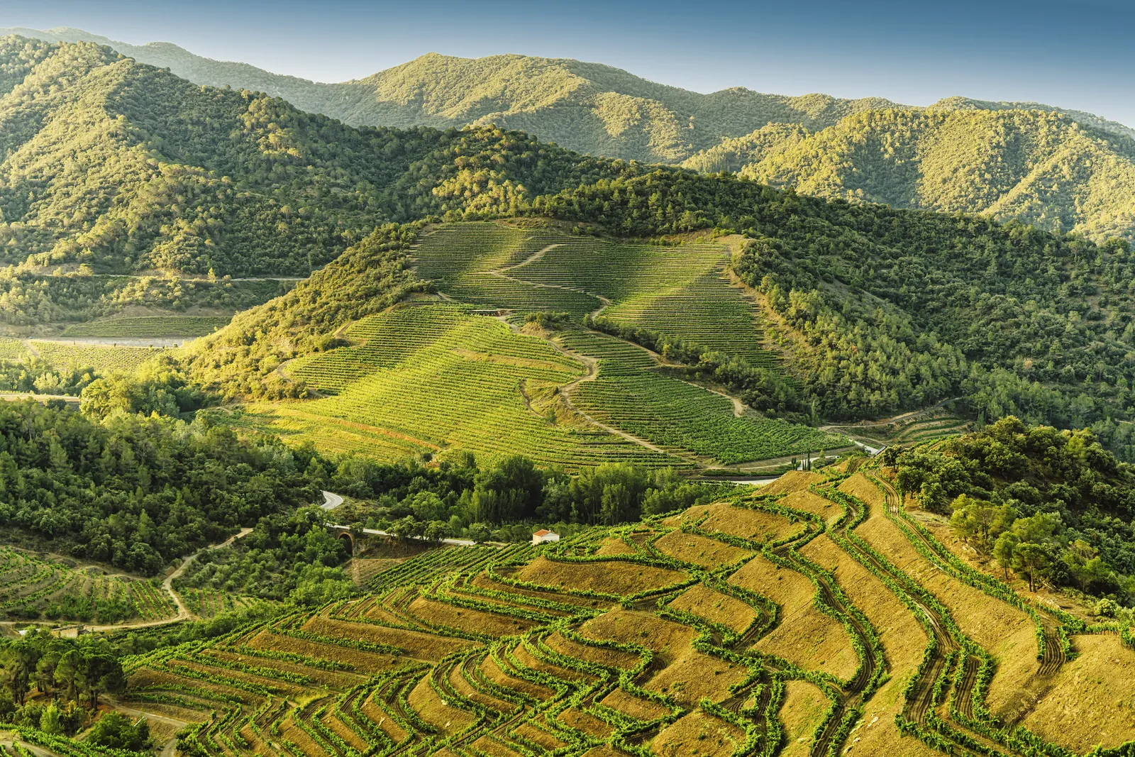 Vinyes en costers al Priorat