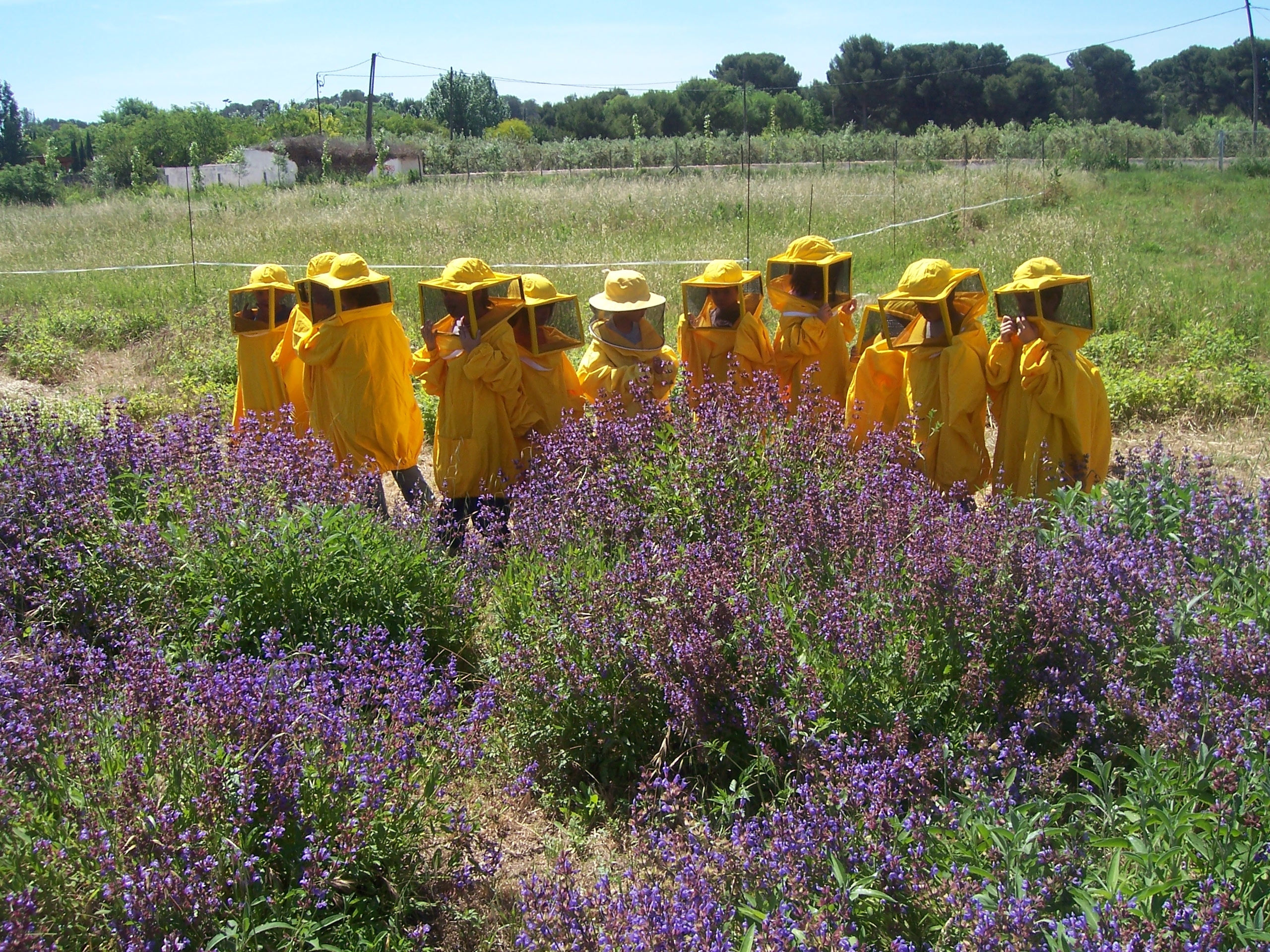 salvia florida i nens apicultors