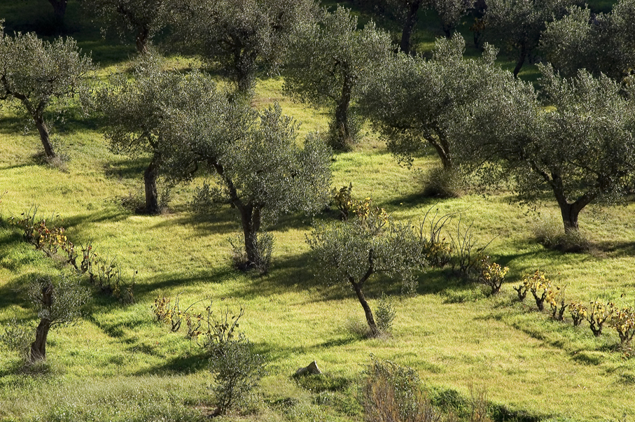 Oliveres
