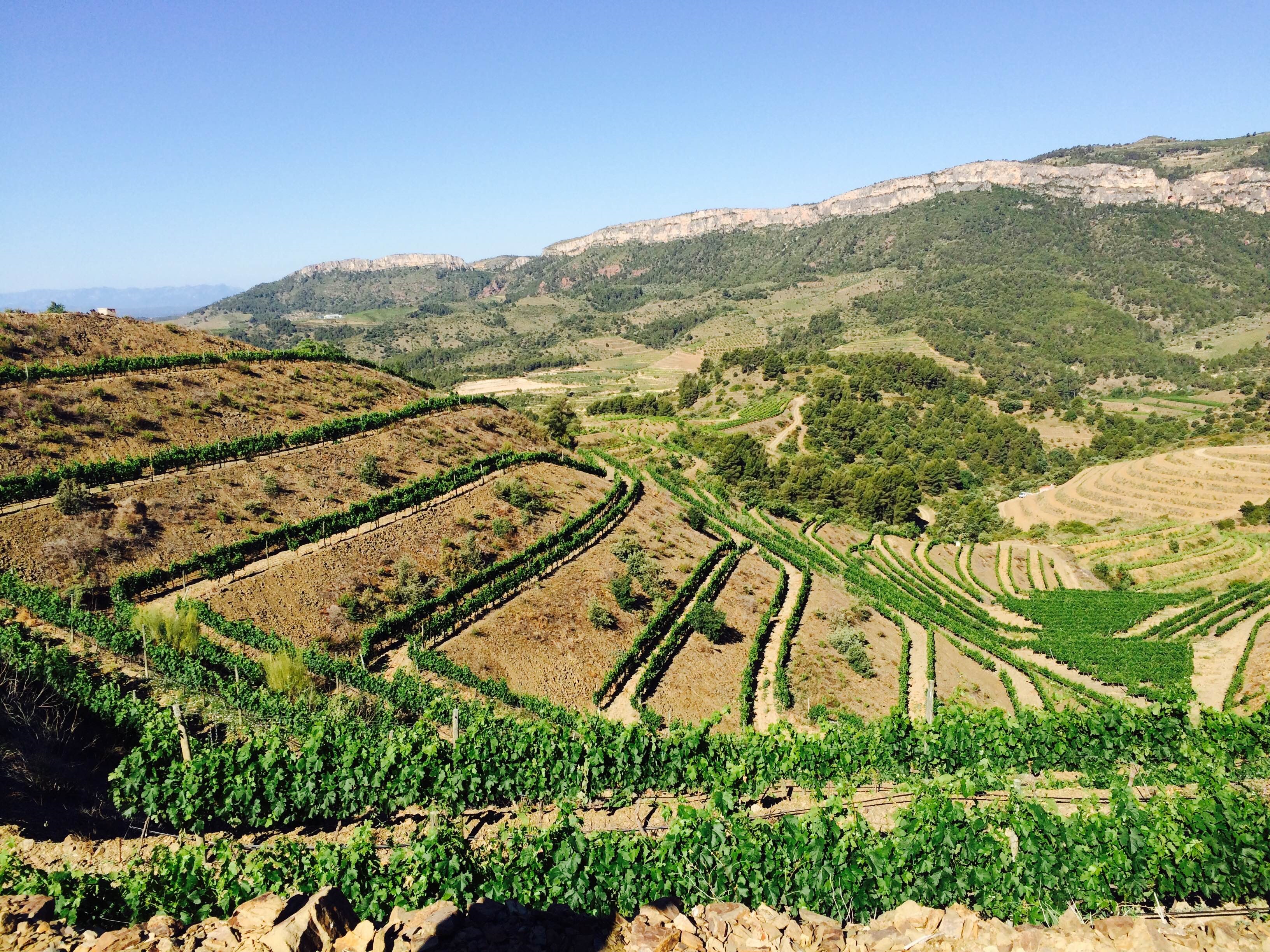 Vinyes