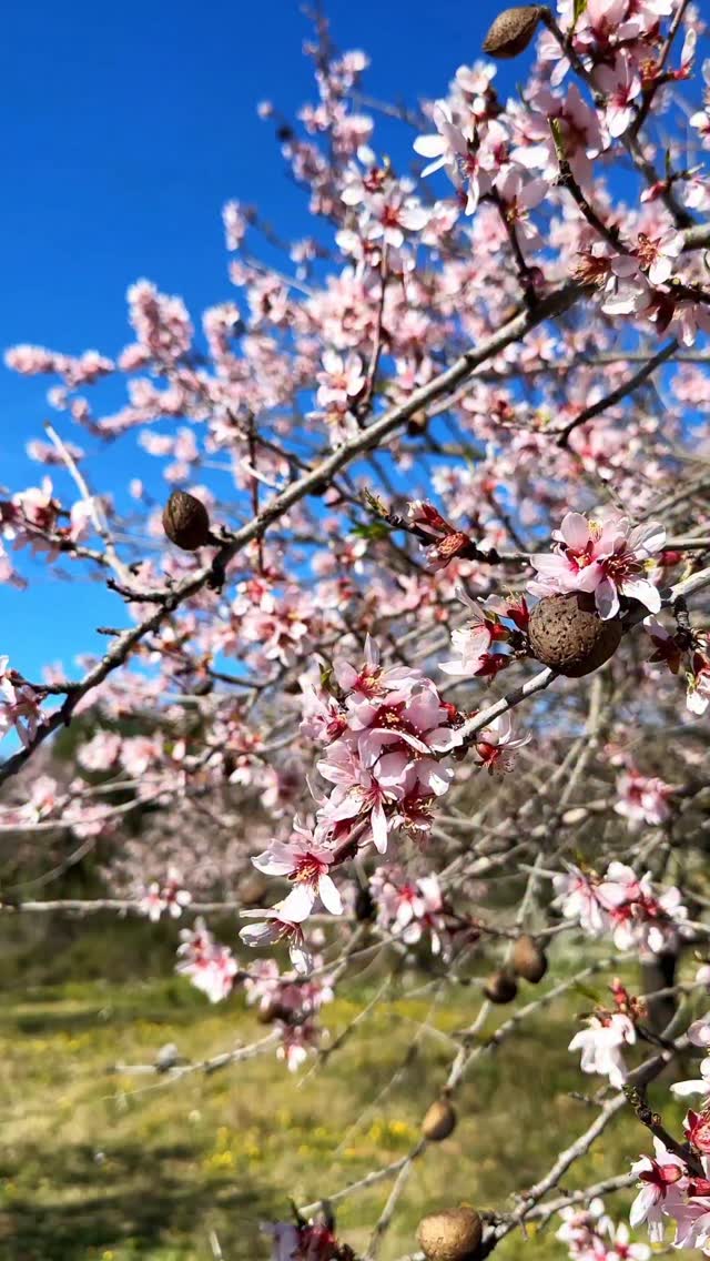 Dies de camps esquitxats de flors rosades i blanques. Amb…