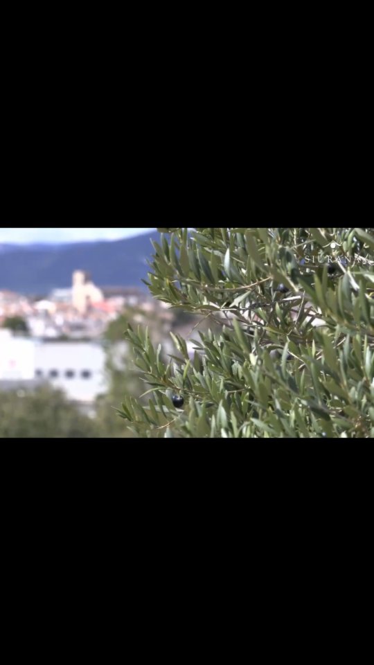 Avui és el Dia Mundial de l’Olivera, arbre que ens regala…